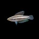 Licorice Gourami