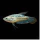 Sparkling Gourami