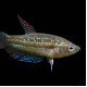 Sparkling Gourami