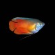 Flame Gourami