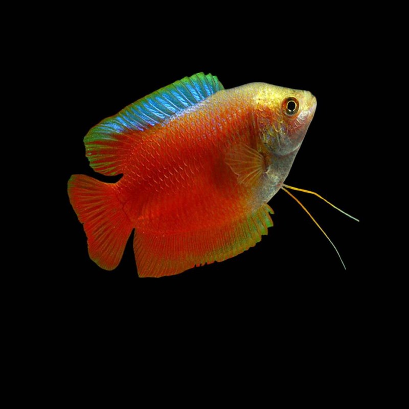 Flame Gourami