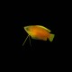 Honey Dwarf Gourami