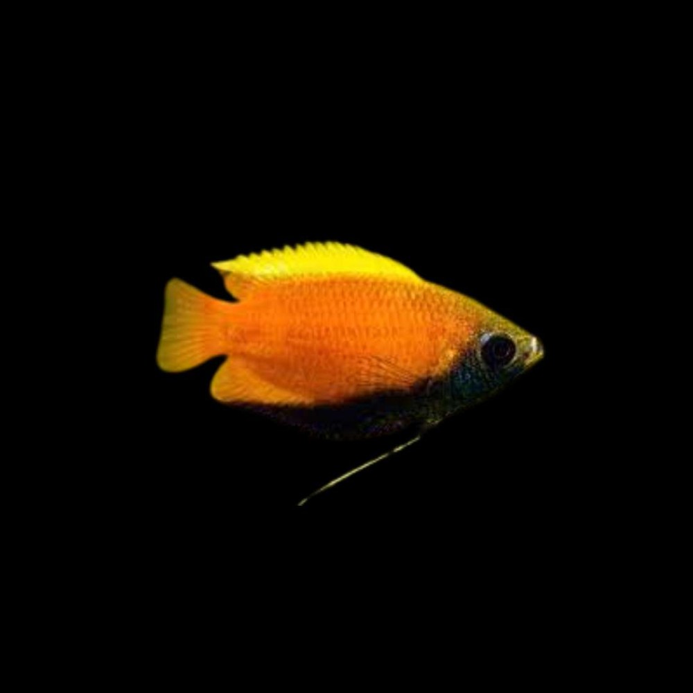 Honey Dwarf Gourami