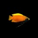 Honey Dwarf Gourami