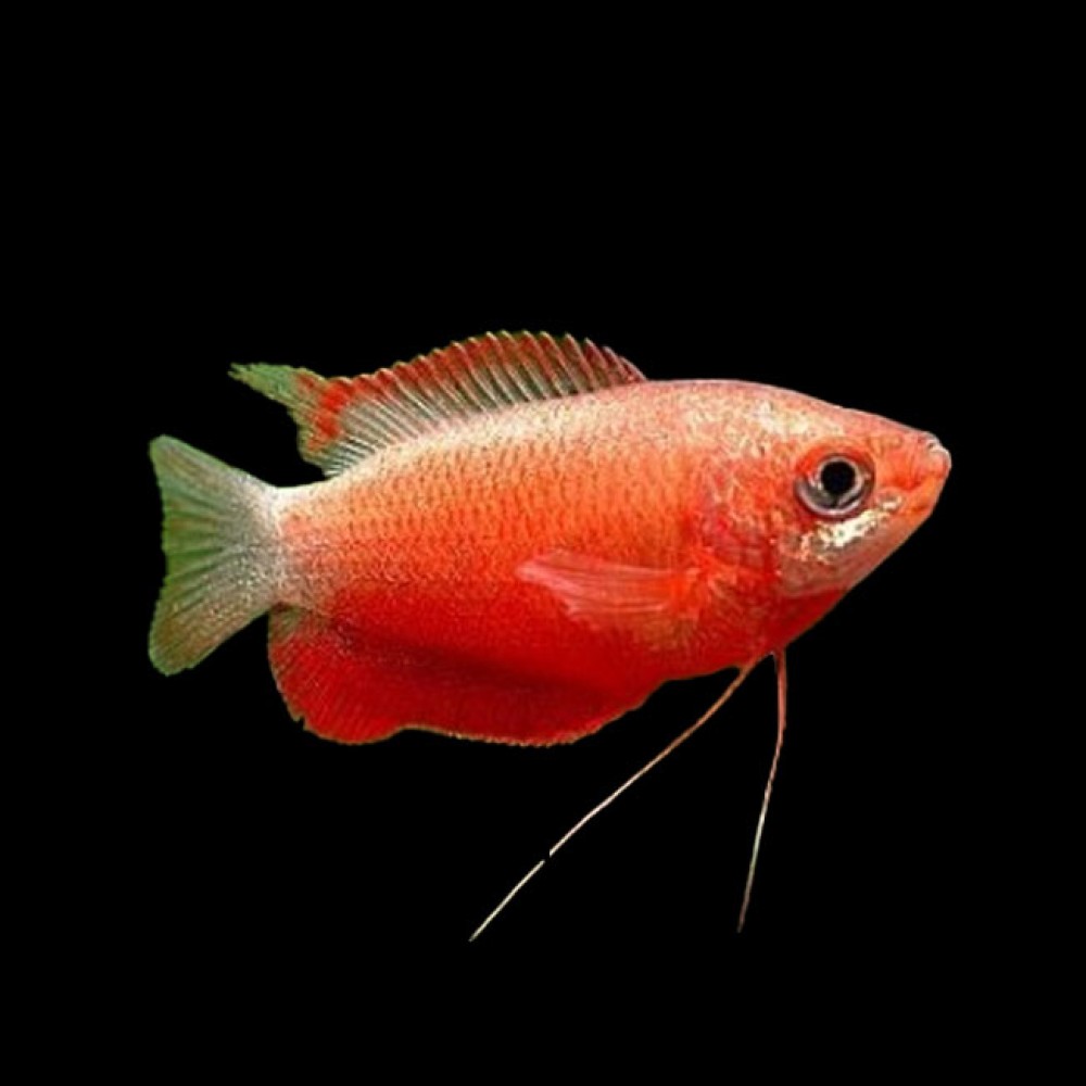 Colisa labiosa rubin Red