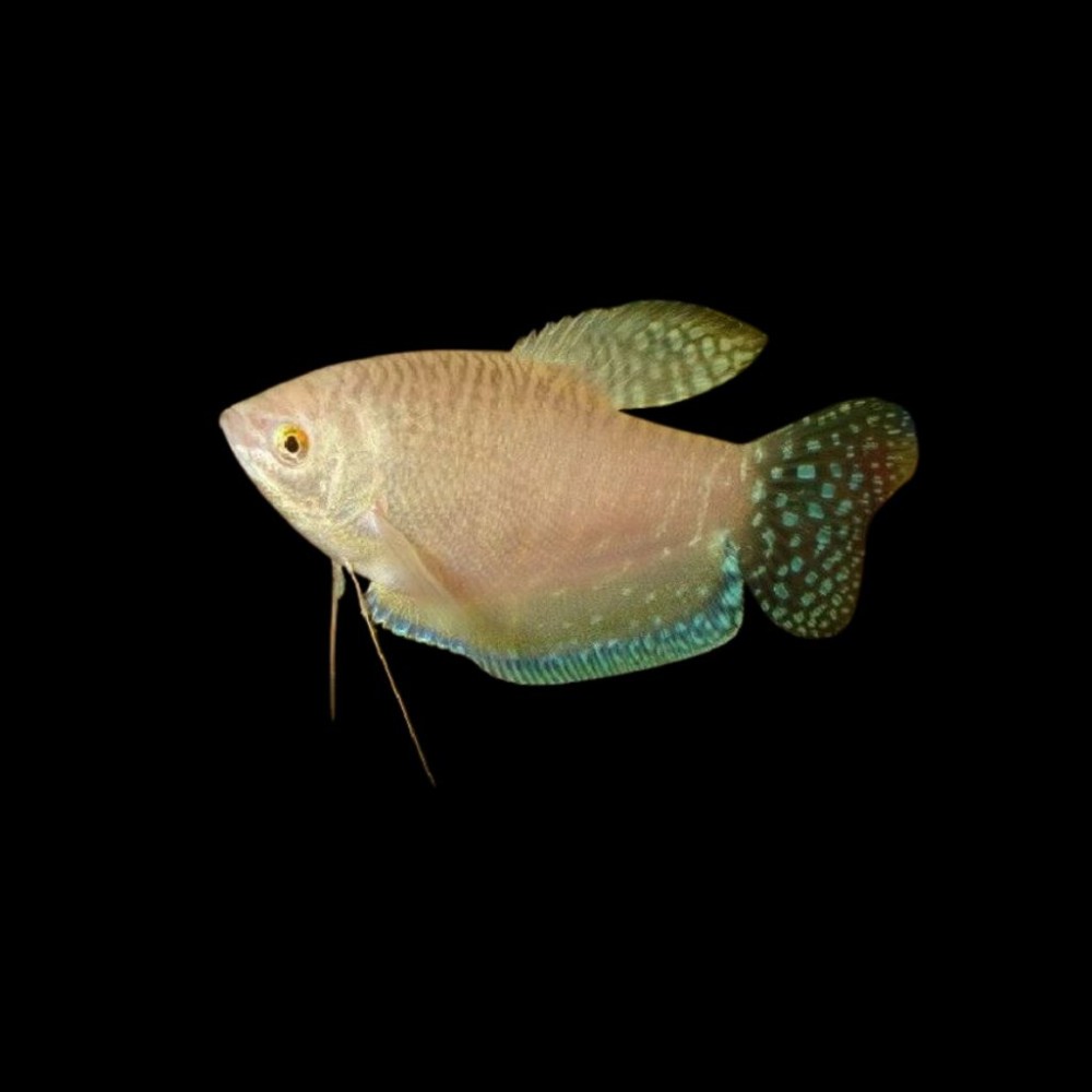 Platinum Gourami