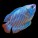 Gourami