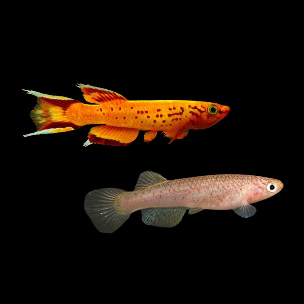 Australe Killifish (Pair)