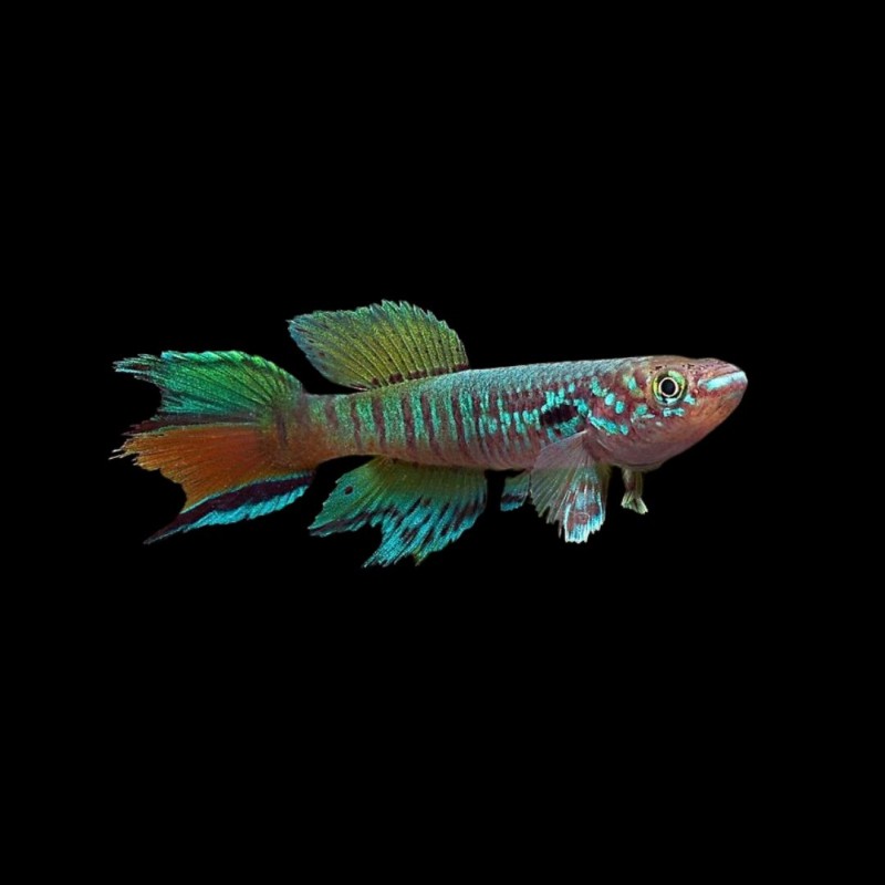 Blue Gularis Killifish (Pair)