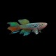 Blue Gularis Killifish (Pair)