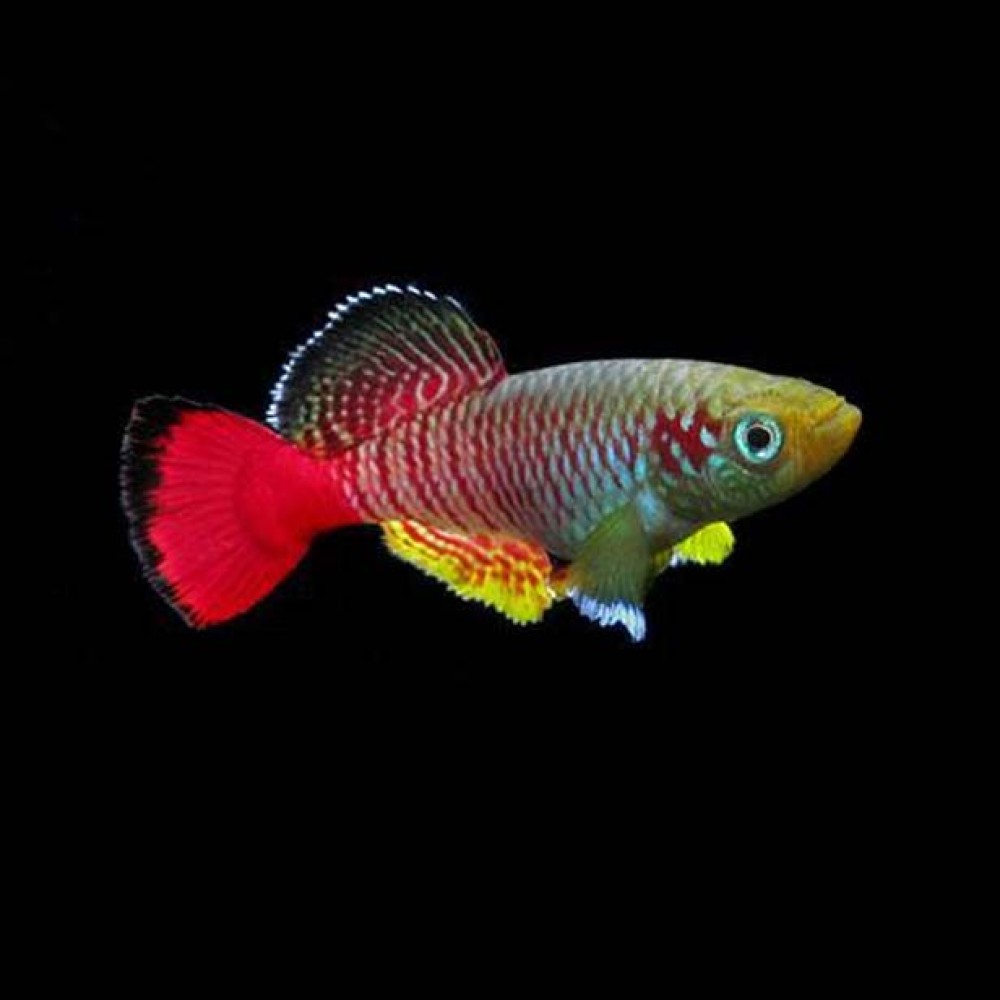 Guenther's Red tail Killifish (pair)