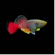 Guenther's Red tail Killifish (pair)