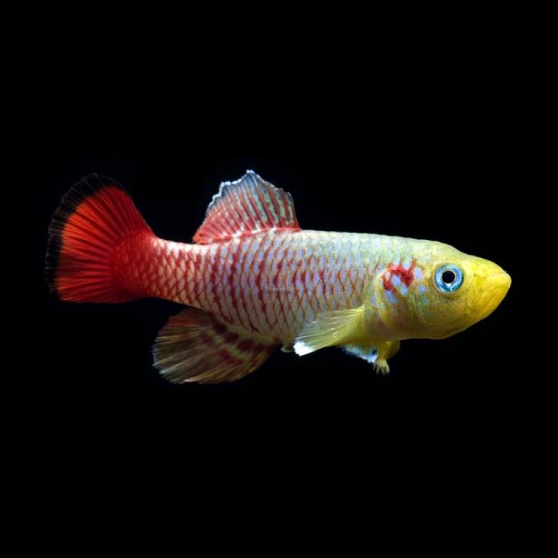 Guenther's Red tail Killifish (pair)