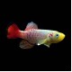 Guenther's Red tail Killifish (pair)