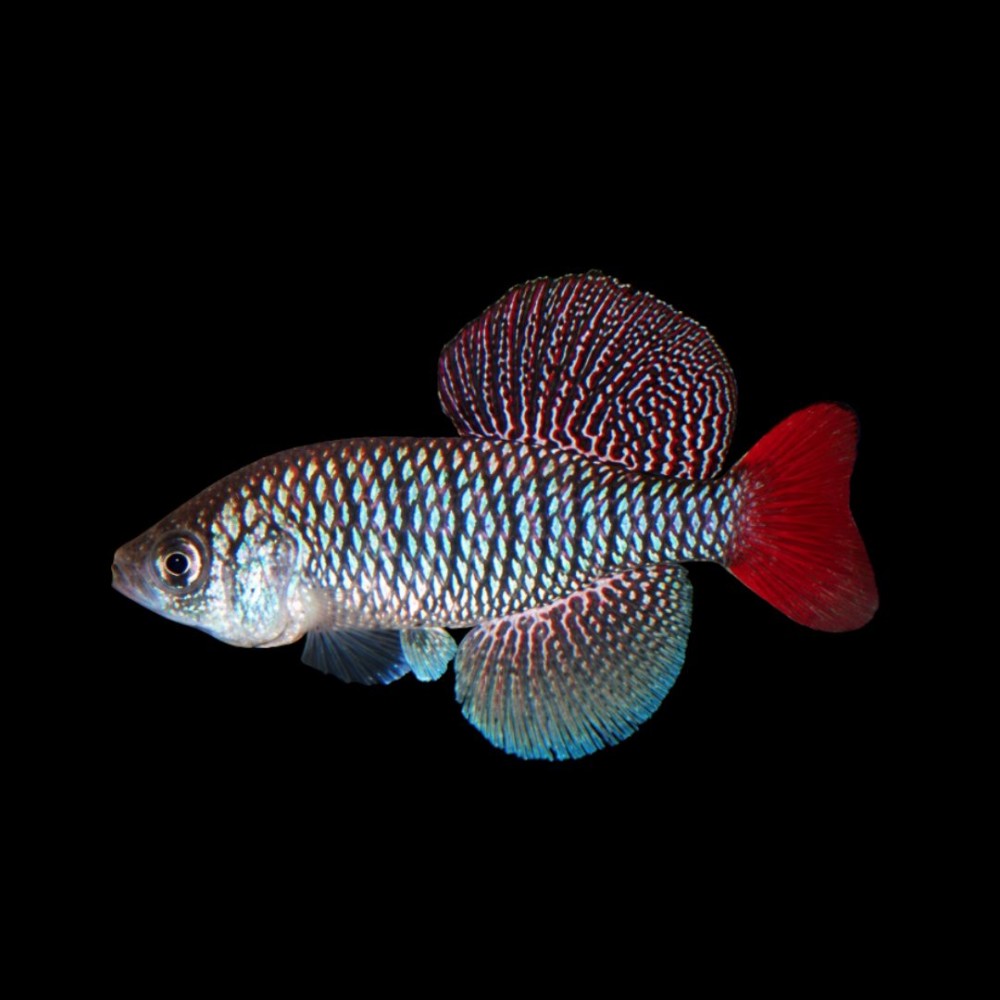 Korthausae Killifish