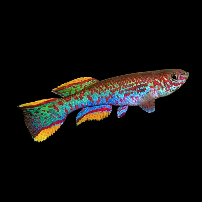 Mamfensis Panchax Killifish - Large
