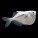 Hatchets & Killifish
