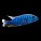 Cichlids