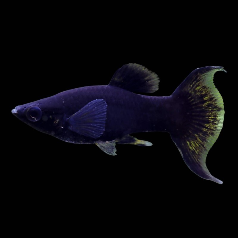 Black Molly