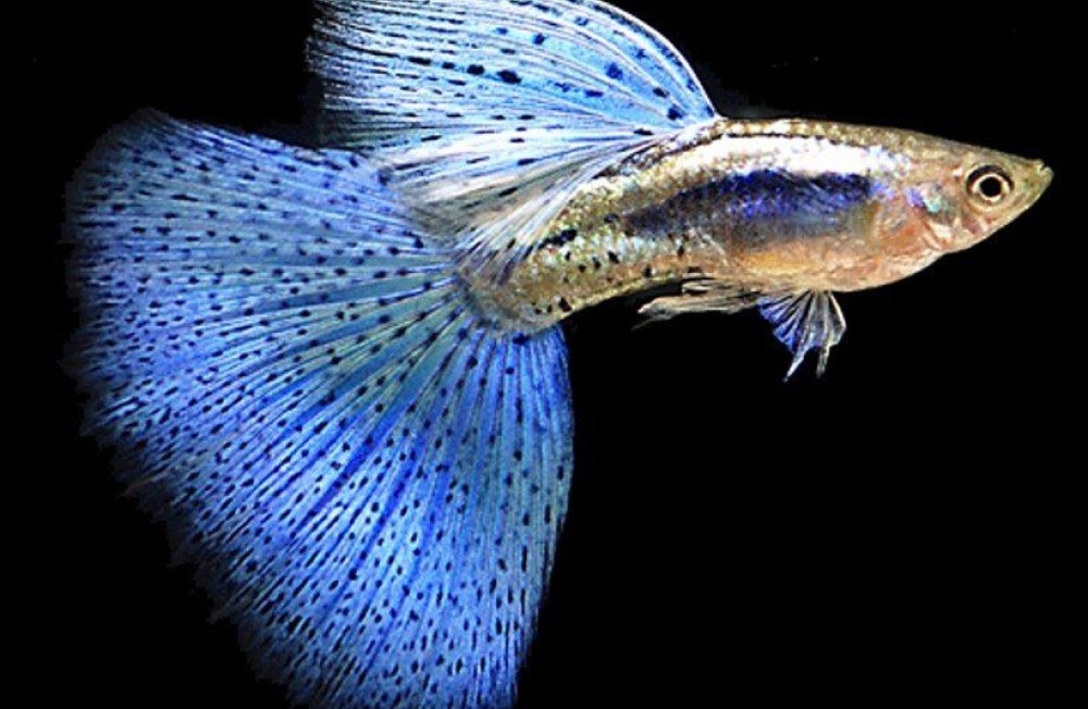 Weekend Ready? Double Trouble...  Plants and Fish! 