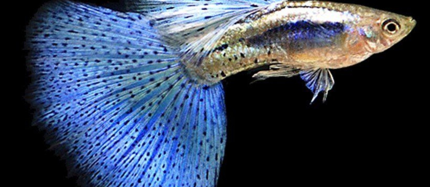 Weekend Ready? Double Trouble...  Plants and Fish! 