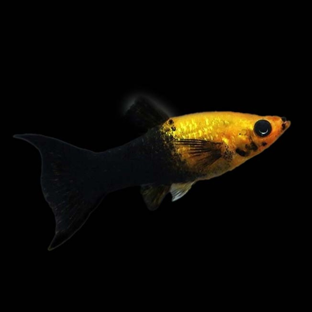 Golden Black Molly Lyretail