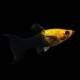 Golden Black Molly Lyretail