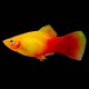 Marygold Platy