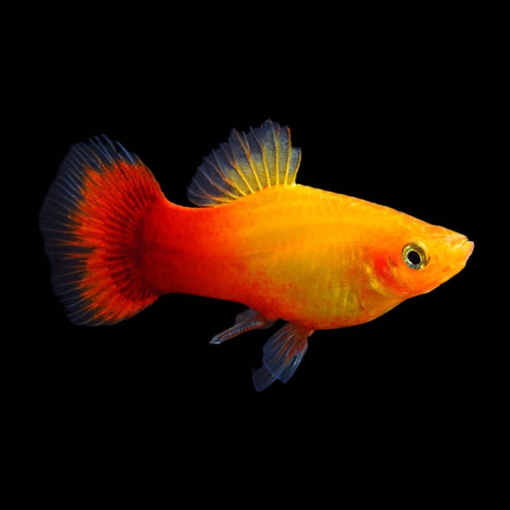 Marygold Platy