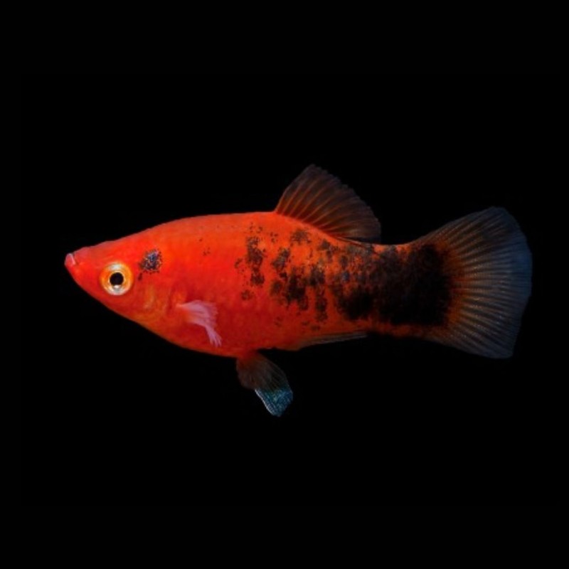 Red Berlin Platy