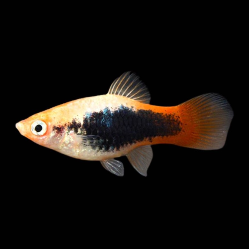 Tuxedo Firetail Platy