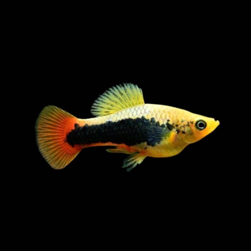 Tuxedo Firetail Platy