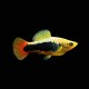 Tuxedo Firetail Platy