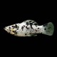 Dalmation Molly