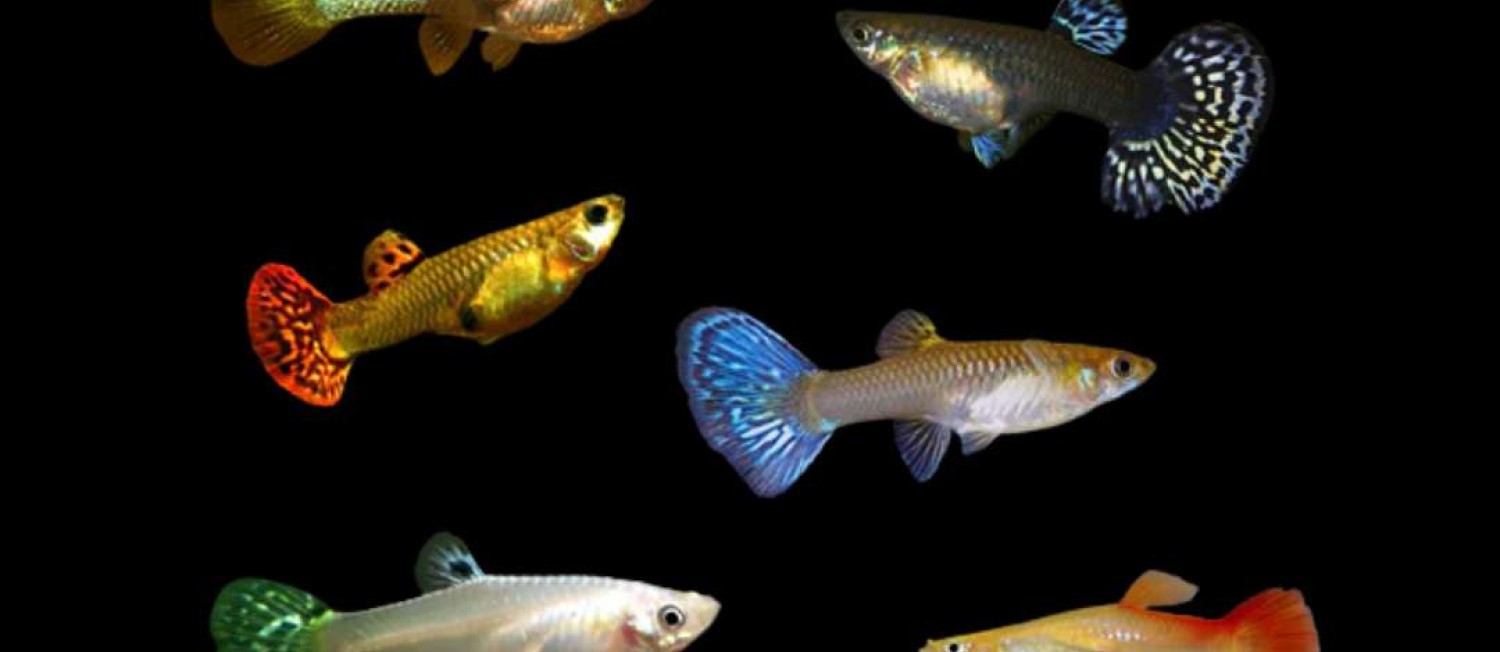 Midweek pick me up anyone? We have new freshwater fish arrivals!