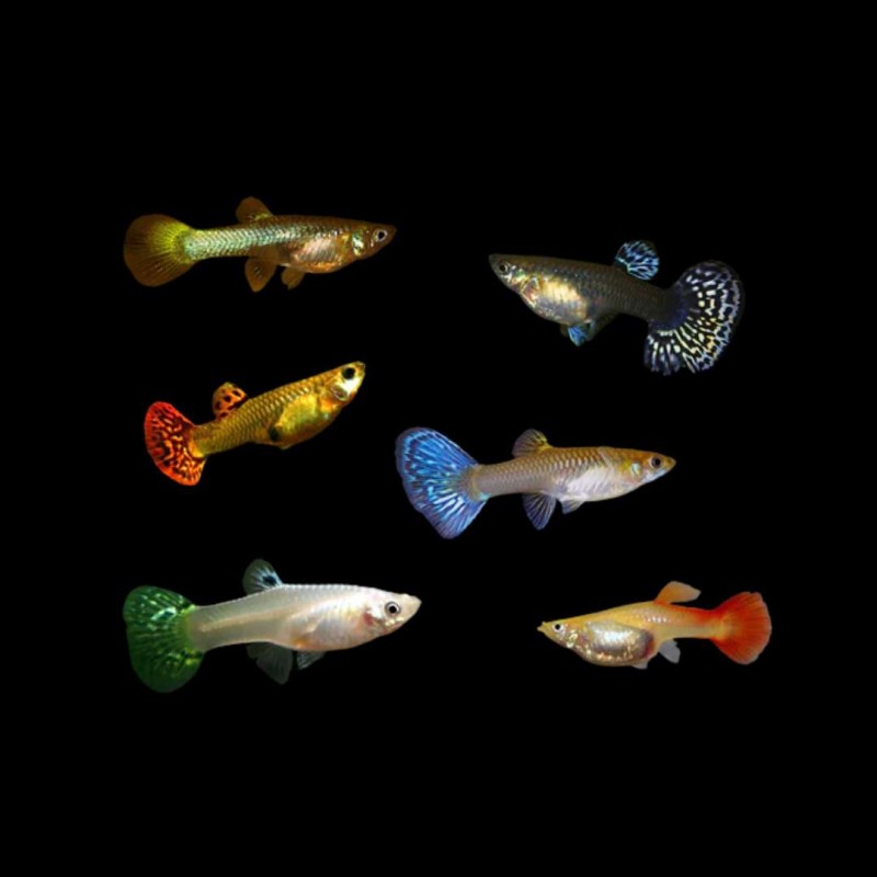 Female Guppy