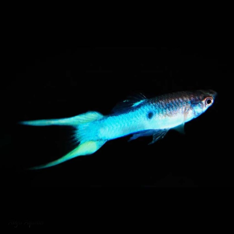 Lyretail Guppy