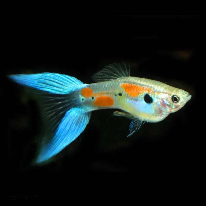 Lyretail Guppy