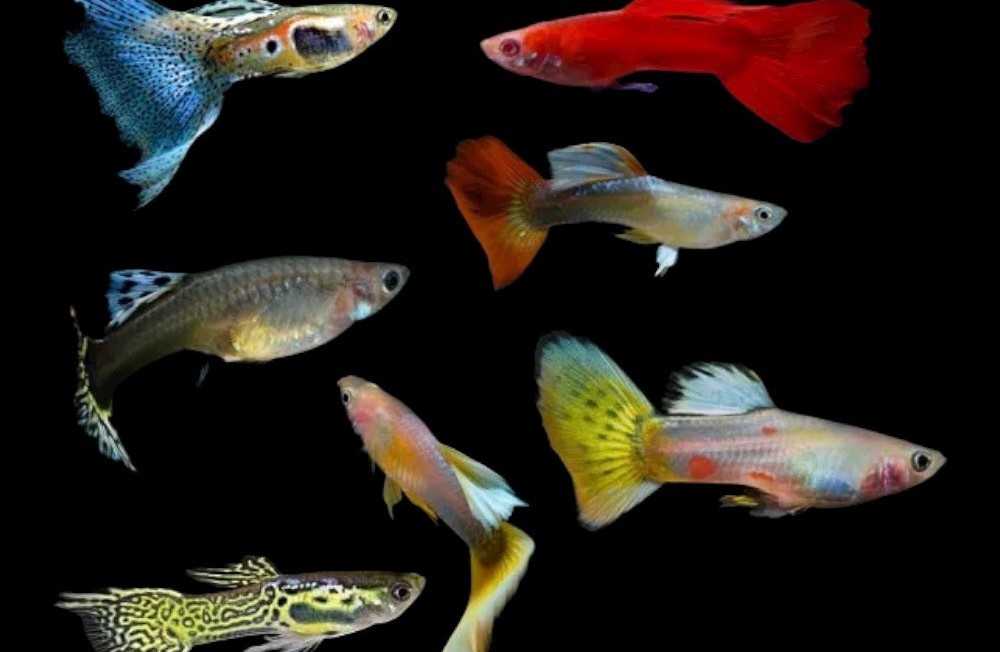 New Finned Friends in Town: Meet the Latest Aquatic Arrivals!