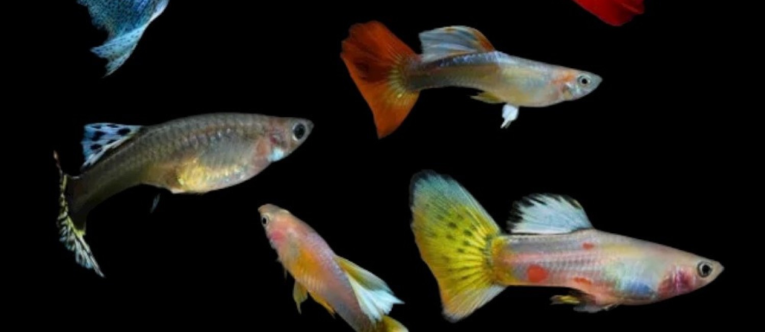 New Finned Friends in Town: Meet the Latest Aquatic Arrivals!