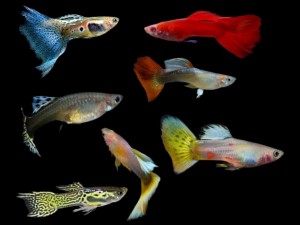 New Finned Friends in Town: Meet the Latest Aquatic Arrivals!