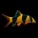 Loaches