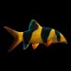 Clown Loach