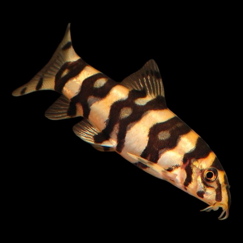 Angelicus Botia Loach