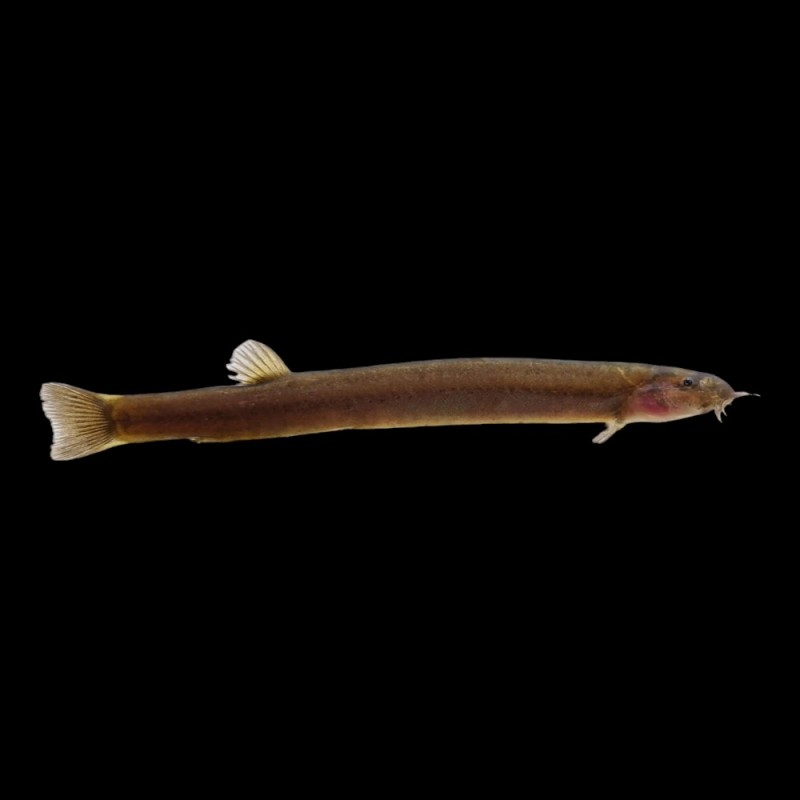Black Kuhlii Loach