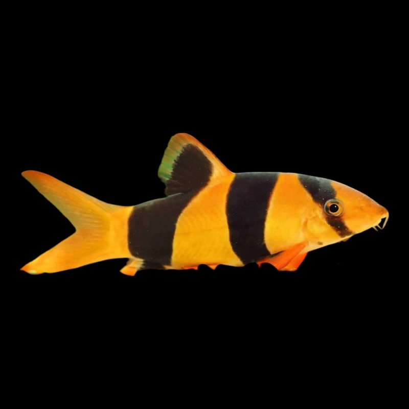 Clown Loach
