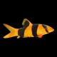 Clown Loach
