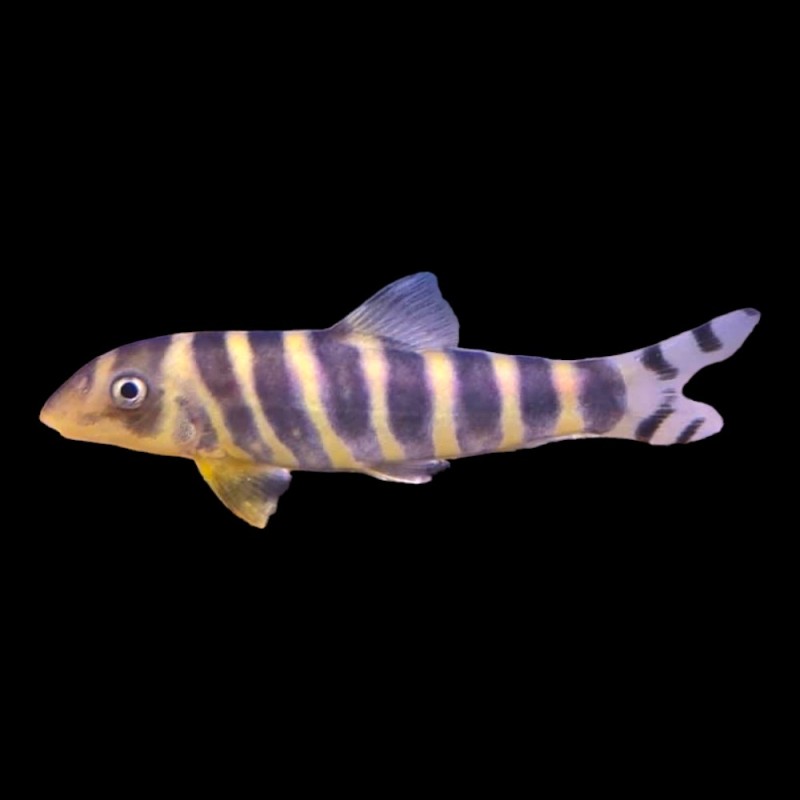 Dario Botia Loach