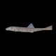 Horseface Loach