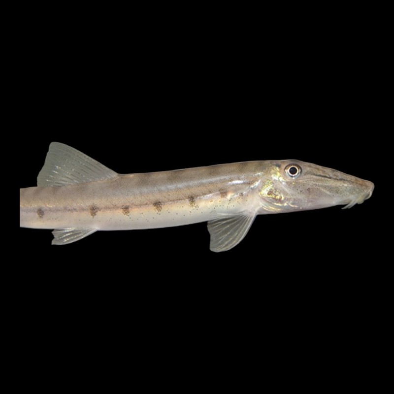 Horseface Loach